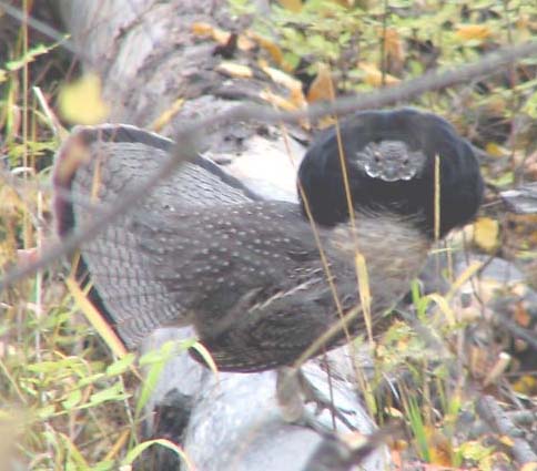 Ruffed grouse (male)